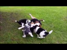 Cute Beauceron Puppies Available .Email At ( jaseisla@gmail.com )