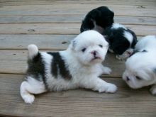 Cute Pekingese Puppies Available, Email at ( morgangennifer@gmail.com )