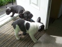 Gorgeous Blue Pie French Bulldog Puppies Available Email at (baroz533@gmail.com )