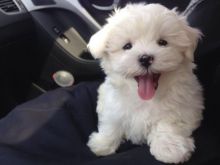 Adorable male and female Maltese Puppies.