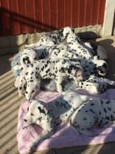 Beautiful Dalmatian Puppies available Email at ( islajase@gmail.com )