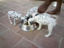 Beautiful Dalmatian Puppies available Email at ( islajase@gmail.com )