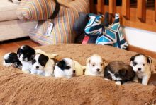 Beautiful Lhasa Apso Puppies Available,Email at ( salamixz53@gmail.com )