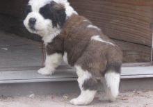 Beautiful Saint Bernard Pups available Email At ( valzcar67@gmail.com )