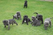 cane corso puppies available