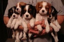 Cavalier king charles spaniel Puppies available Email at ( morgangennifer@gmail.com )