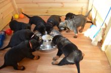 Cute Beauceron Puppies Available .Email At ( jaseisla@gmail.com )