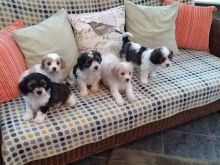 Cute Cavachon Puppies Available now Email at ( jaseisla@gmail.com )