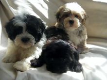 Cute Havanese Puppies Available Email at ( jaseisla@gmail.com)