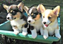 Cute Pembroke Welsh Corgi Puppies Available Contact via Email at ( baroz533@gmail.com )