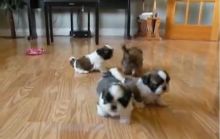 Cute Shih Tzu Puppies Ready Email at ( salamixz53@gmail.com )