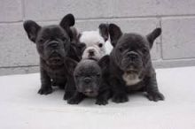 Gorgeous Blue Pie French Bulldog Puppies Available Email at (baroz533@gmail.com )