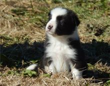 male and female Border Collie puppies