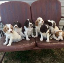 Registered Brittany Spaniel puppies available Email At (emajame0@gmail.com )