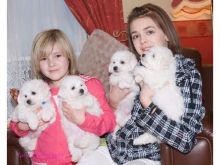 Snow white Bichon Frise Puppies available Email at (amandavilla980@gmail.com )