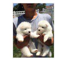 Snow white Samoyed Puppies available Email at ( emajame0@gmail.com )