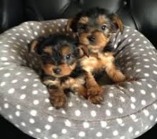 Teacup Yorkie Puppies AvailableEmail at (emajame0@gmail.com)