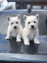 West Highland Terrier Puppies Available Email at ( bzmixz@gmail.com )