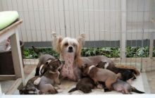 Wonderful Chinese crested pups Available Email at (amandavilla980@gmail.com)