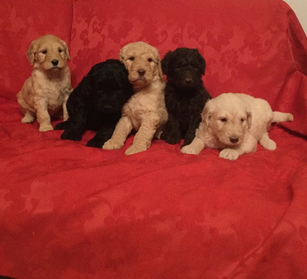Accommodating Goldendoodle puppies ready Email at ( kauas2108@gmail.com ) Image eClassifieds4u