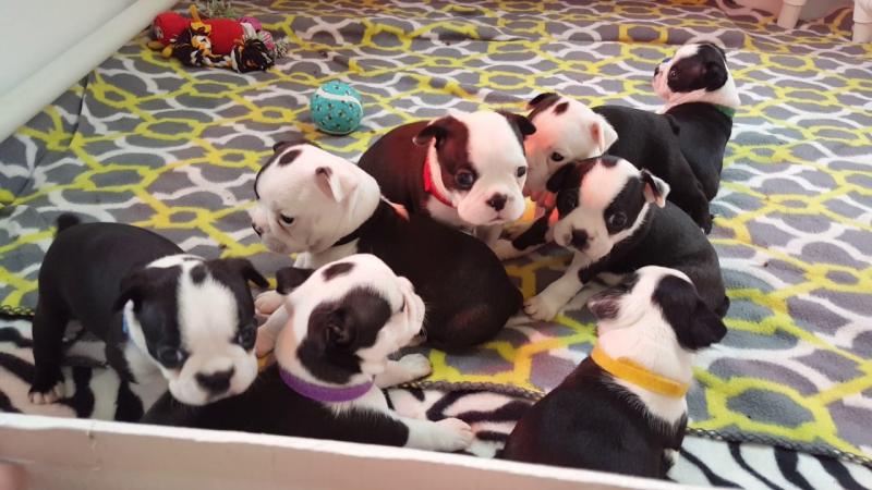 Adorable Boston terrier Puppies Available Email at (baroz533@gmail.com ) Image eClassifieds4u