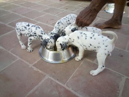 Beautiful Dalmatian Puppies available Email at ( islajase@gmail.com ) Image eClassifieds4u