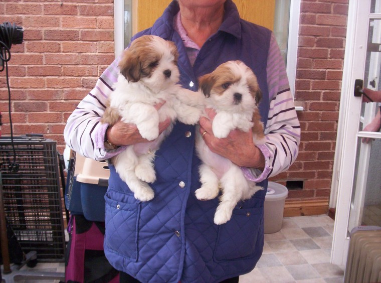 Beautiful Lhasa Apso Puppies Available, Image eClassifieds4u