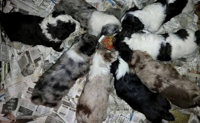 Cute Aussiedoodle Puppies Available Email at (emajame0@gmail.com ) Image eClassifieds4u