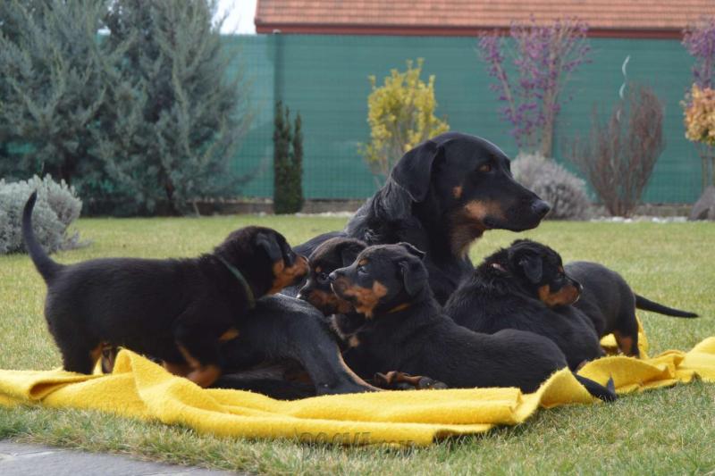 Cute Beauceron Puppies Available Email At ( jaseisla@gmail.com ) Image eClassifieds4u