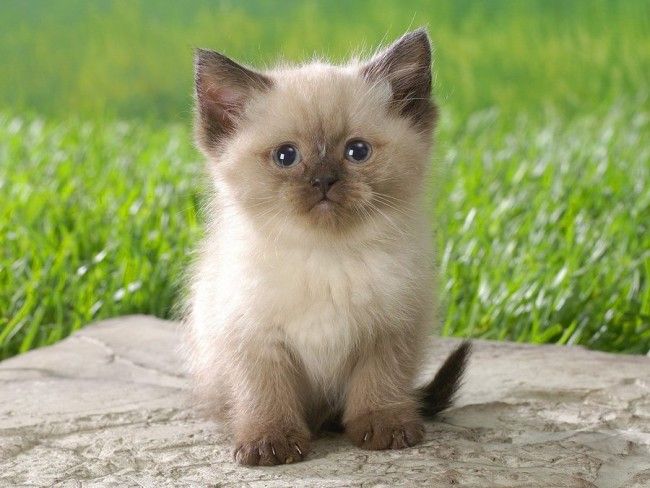 Cute Siamese kittens available Image eClassifieds4u