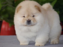 ✔ ✔ CKC ☮ Chow Chow Puppies 🏠💕Delivery is Possible🌎✈� Image eClassifieds4U