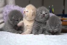 Excellent Scottish fold Kittens Available Email At (kauas2108@gmail.com ) Image eClassifieds4U