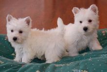 West Highland Terrier Puppies Available Email at ( bzmixz@gmail.com ) Image eClassifieds4U