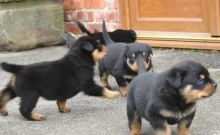 Adorable Rottweiler Pups Available.Email at (lovpau39@gmail.com) Image eClassifieds4U