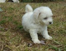 amazing Bichon Frise puppies Image eClassifieds4U