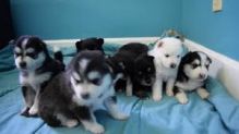 Beautiful Pomsky Puppies Available Email at ( emajame0@gmail.com ) Image eClassifieds4U