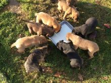 Bull mastiff puppies Available puppies Available Email at ( davidereiff@gmail.com ) Image eClassifieds4U