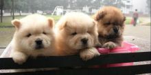 Cute Chow Chow Puppies Available Email at (luizmandez1@gmail.com) Image eClassifieds4u 2