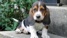 Two Basset hound puppies available. Image eClassifieds4U