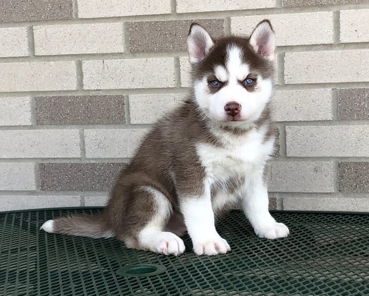 !!!top Quality siberian Husky Pups!!! Image eClassifieds4u