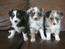 Australian Shepherd Puppies for Rehoming, Email at (islajase@gmail.com )