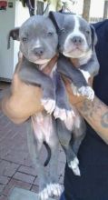 Blue nose American Pitbull terrier pups Available,