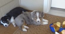 Gorgeous Australian Shepherd Puppies