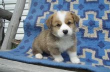 ☂️☂☮ pembroke Welsh Corgi ☮ Puppies For Adoption 🎄🎄