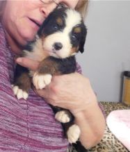 Gorgeous//// Bernese Mountain Dog//// puppies /