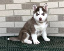 !!!top Quality siberian Husky Pups!!!