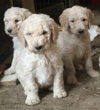 2 Poodle puppies Ready To Go Now