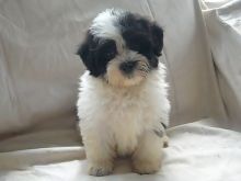 Adorable Havanese Puppies Available