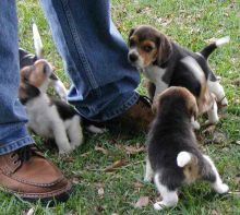 Adorable male and Female Beagle Puppies