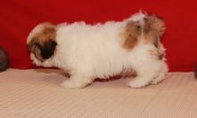 Attractive male and female Shih Tzu puppies